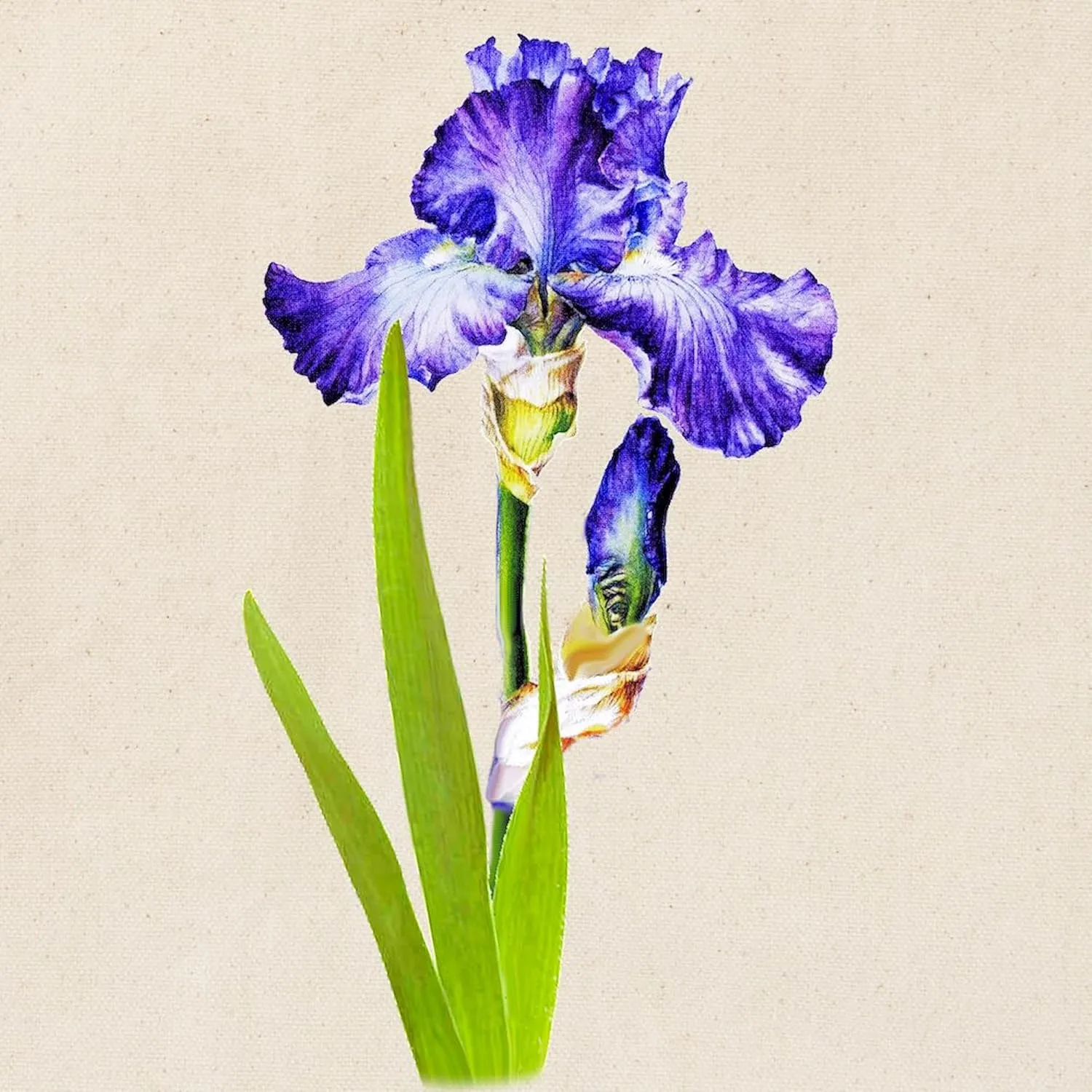 CafePress Purple Iris Tote Bag Natural Canvas Tote Bag, Reusable Shopping Bag