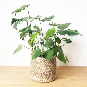 Storage Plant Basket: Banana Leaf